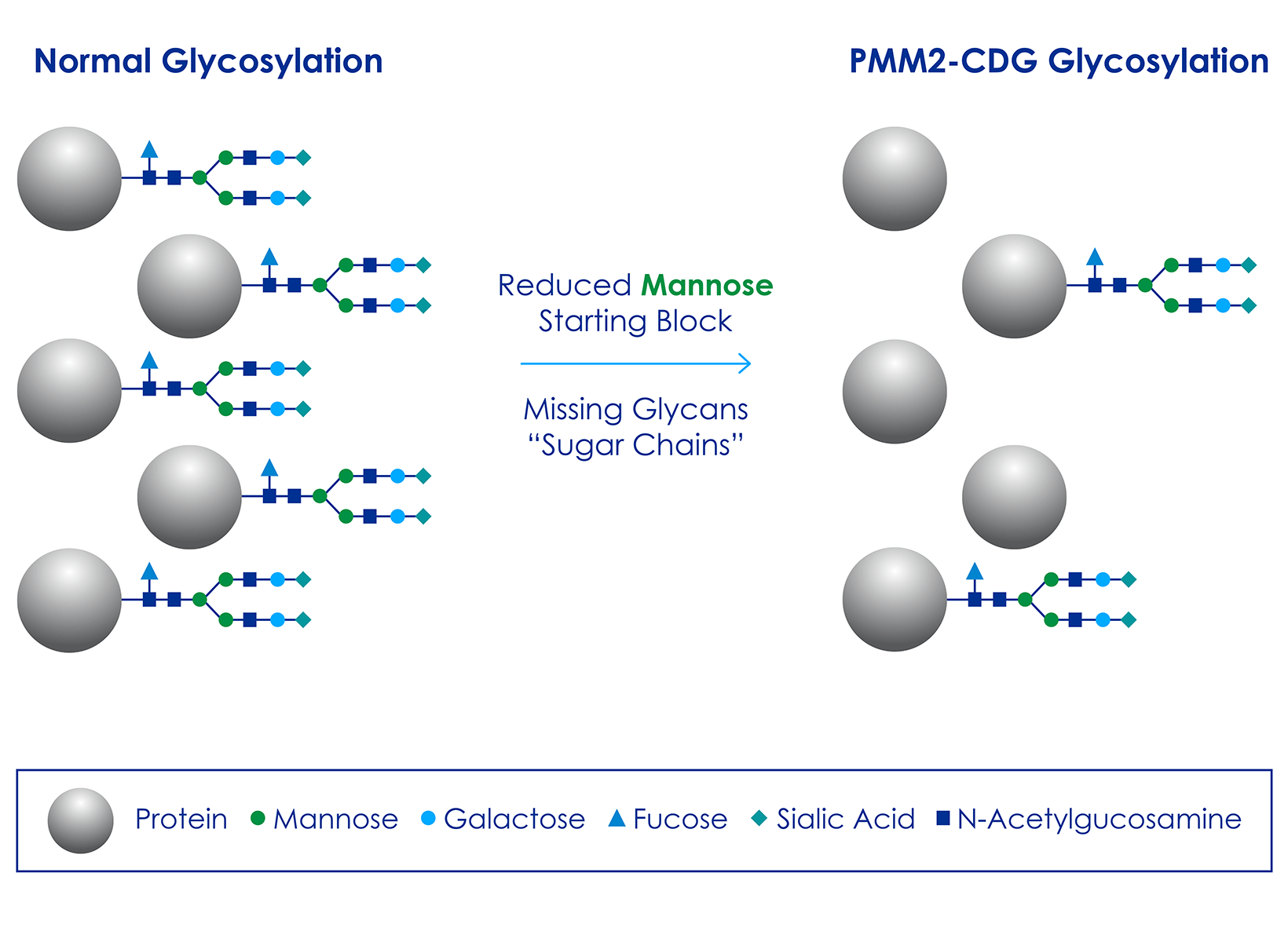 Glycosylation is essential for proper protein functioning