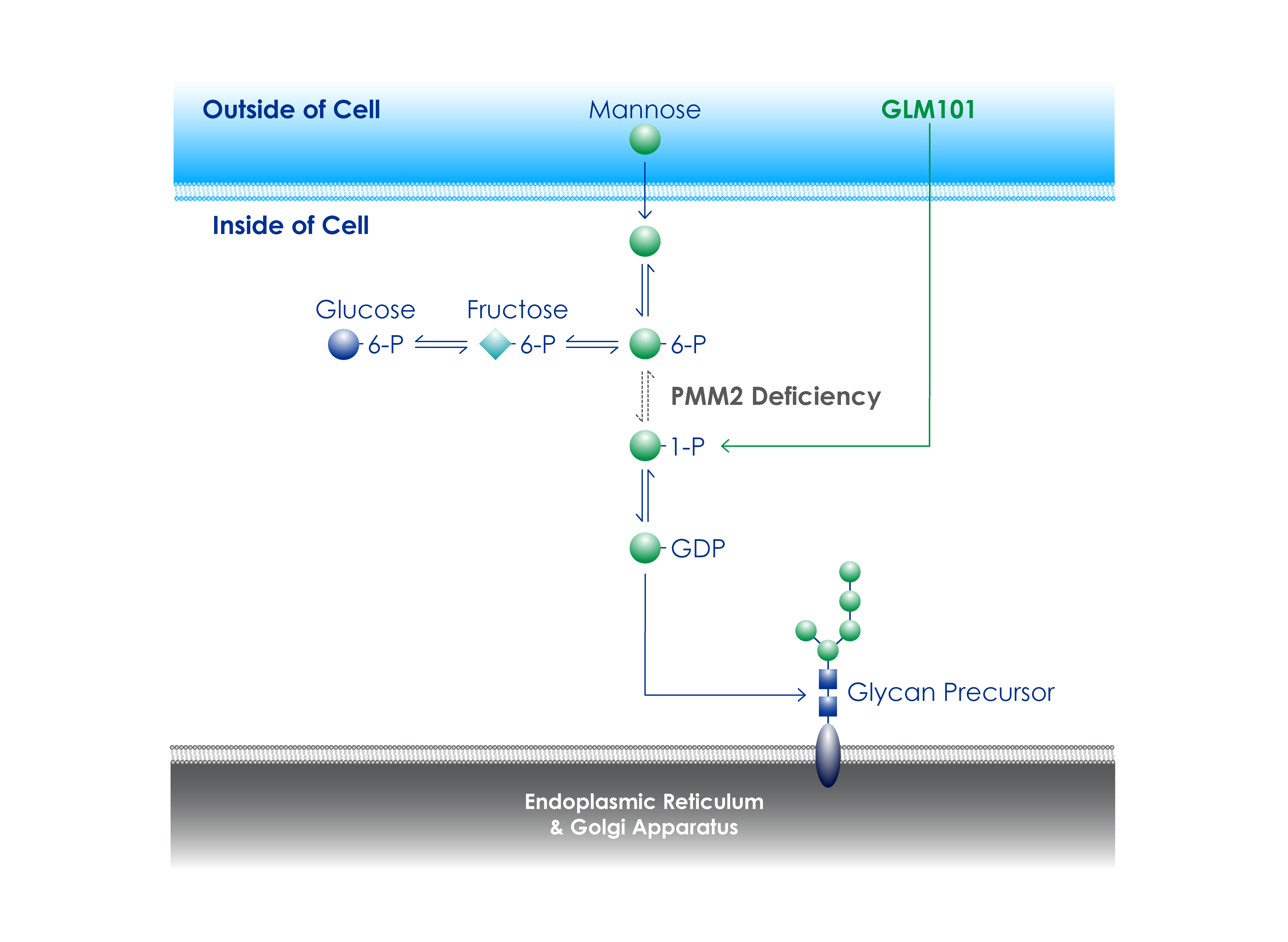 GLM101 is a mannose-1-phosphate replacement therapy